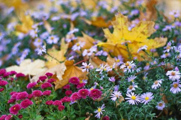 Цветы в октябре в саду