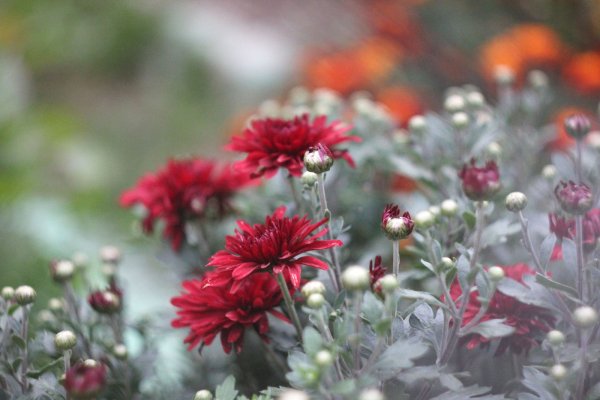 Осенние цветы