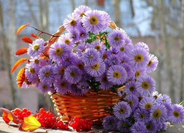 Осенние цветы