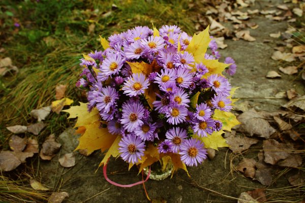Букеты сентябринки хризантемы
