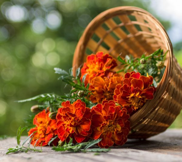 Чай с бархатцами