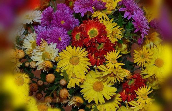 Хризантема индийская осенний букет