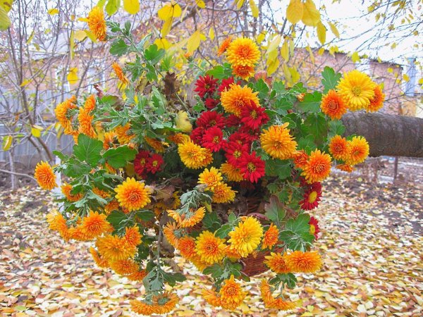 Георгины астры бархатцы