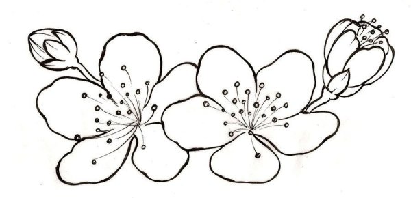 Цветок яблони раскраска