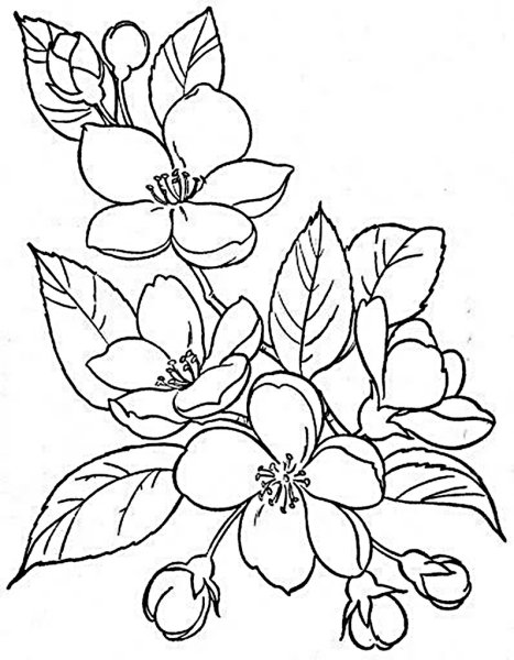 Цветок яблони раскраска