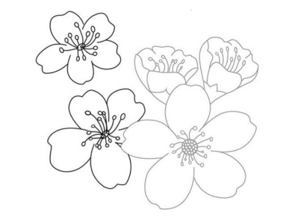 Цветок Сакуры рисунок