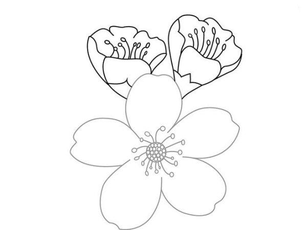 Цветы Сакуры для вырезания