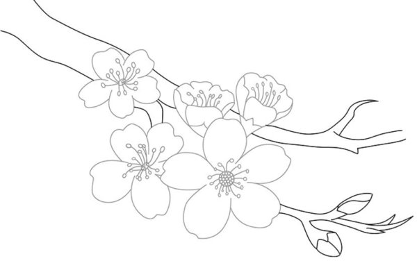 Ветка Сакуры раскраска для детей