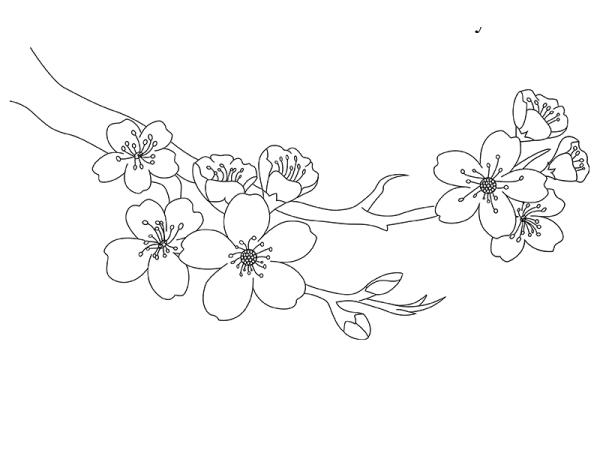 Цветок Сакуры трафарет