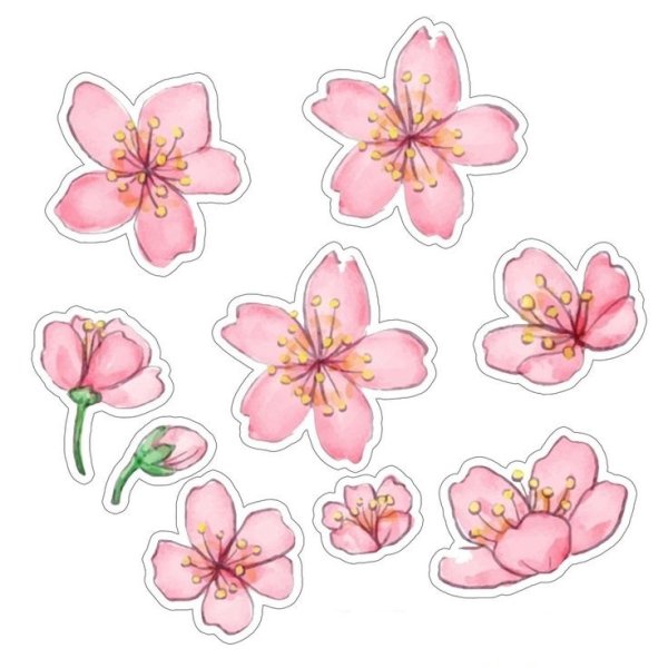 Ветка Сакуры