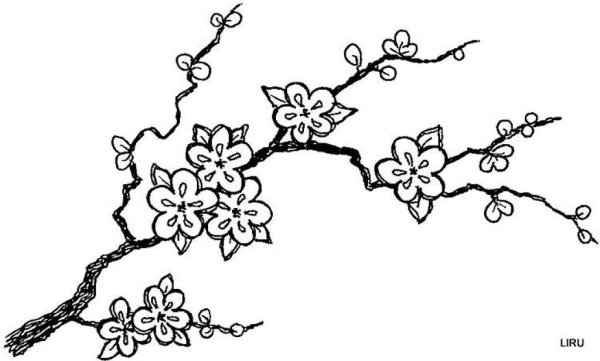 Сакура карандашом
