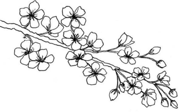 Цветок яблони шаблон