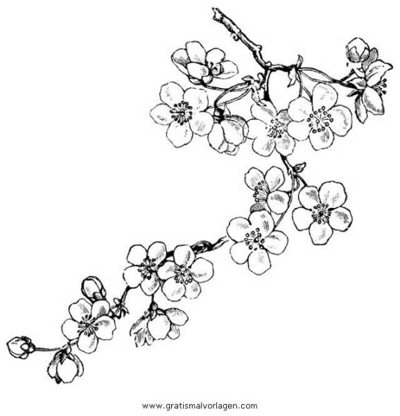 Ветка Сакуры для рисования