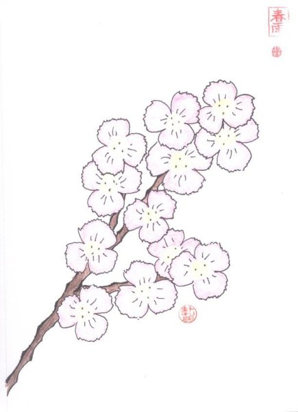 Цветы вишни раскраска для детей