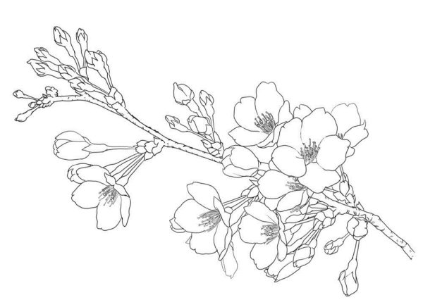 Трафарет цветов Сакуры