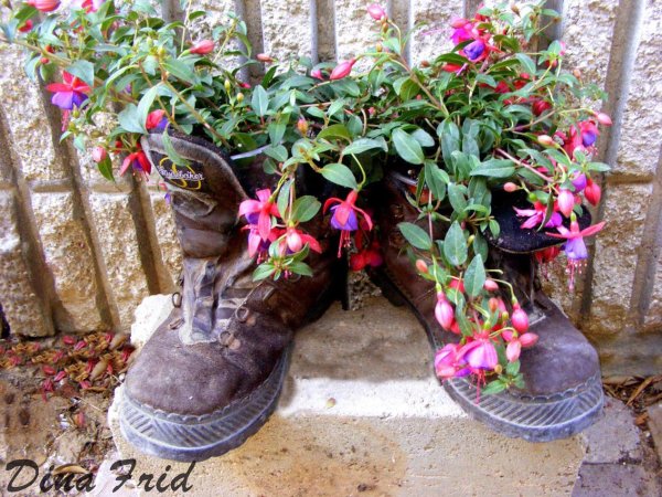 Цветы в башмаке