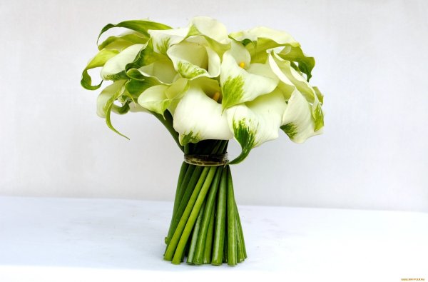 Каллы цветы букет