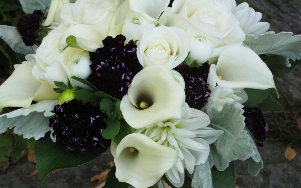 Букет "каллы и Краспедия"