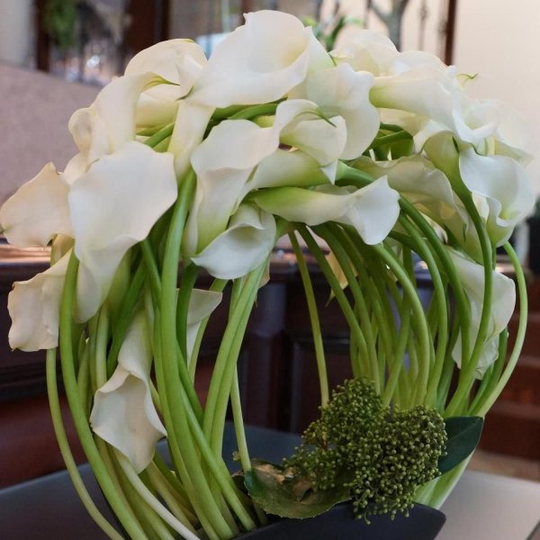 Белокрыльник букет