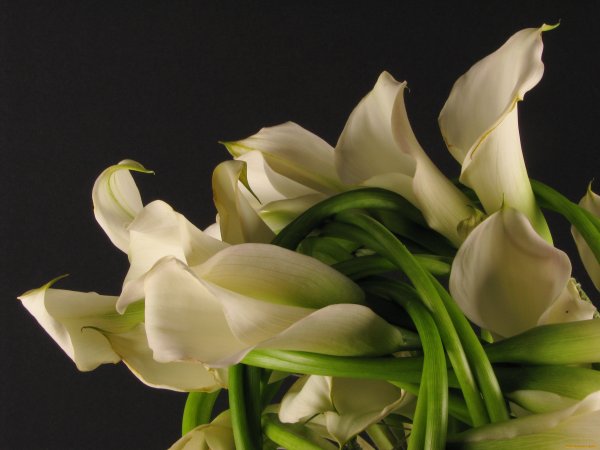 Калла белая