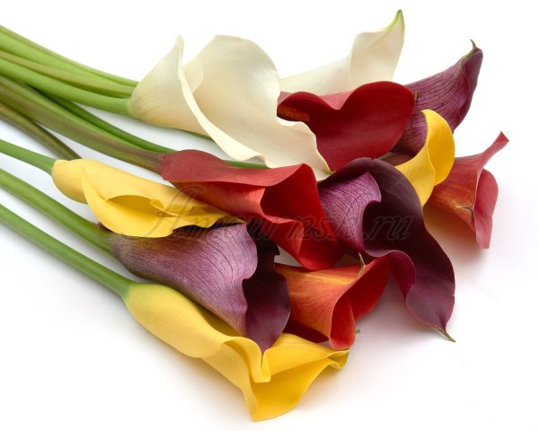 Калла микс Калла микс