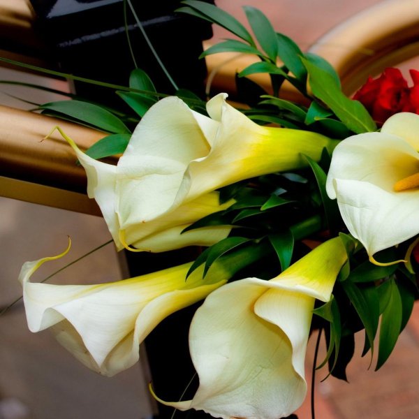 Каллы цветы букет