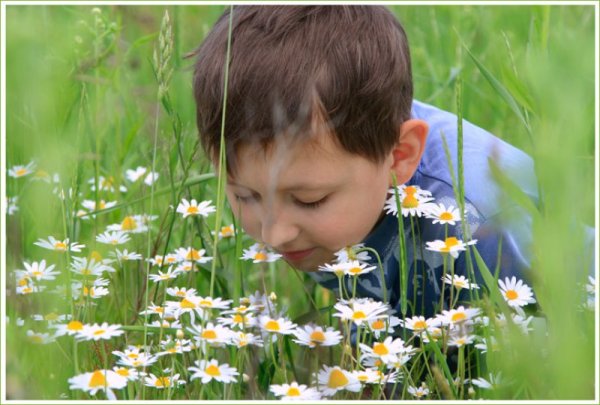 Собирать цветы картинки для детей