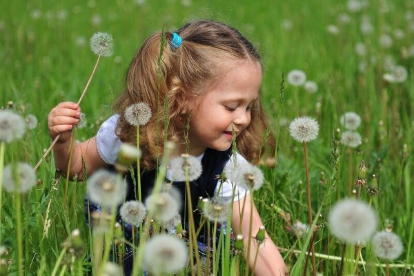 Цветы на полянке рисунок для детей