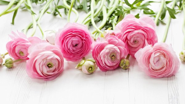 Ранункулус Клуни белый