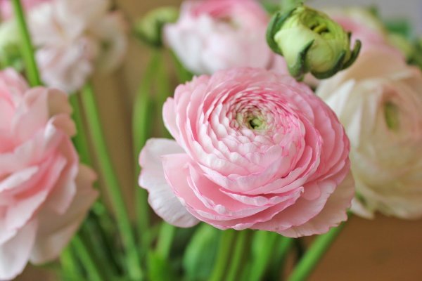 Лютик ранункулюс