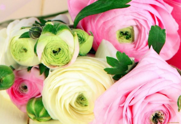 Ранункулюс цветы