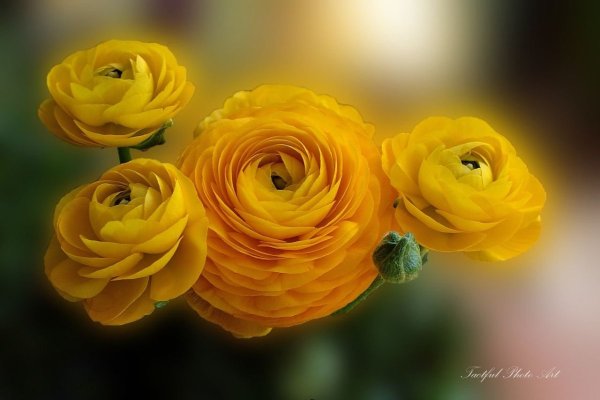 Лютик ранункулюс