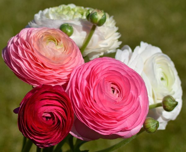 Ранункулюс Пикоти розовый