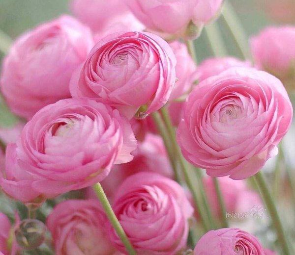 Ранункулюс розовый