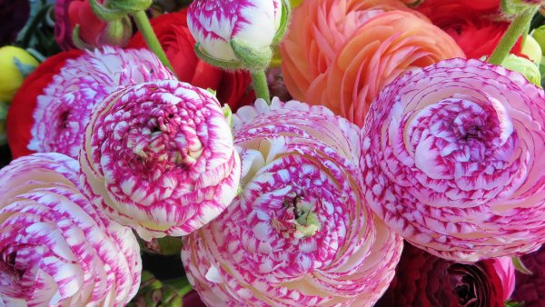 Ранункулюс Блумингдейл