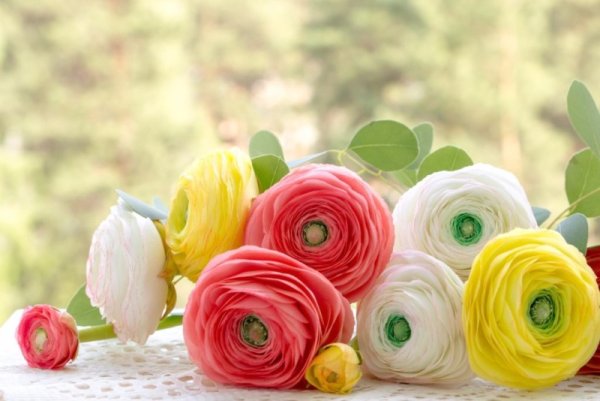 Ранункулюс Саксес Ханой