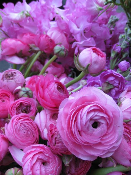 Ранункулюс Пинк