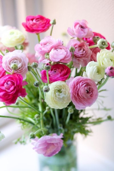 Цветы лютики-ранункулюсы