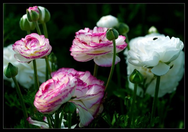 Цветок ранкулюс Лютик