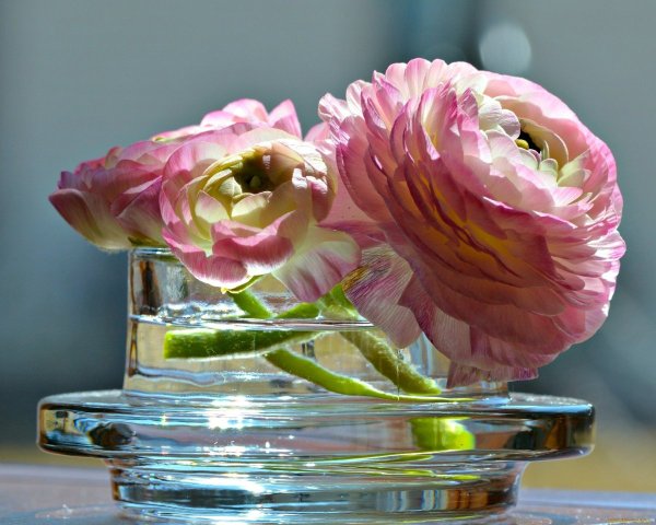 Ранункулюс цветы