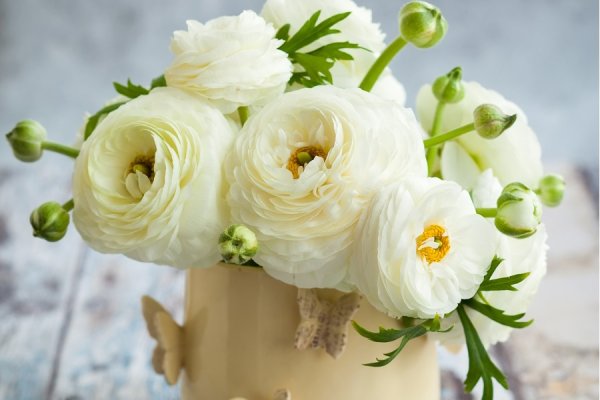 Ранункулюс цветы