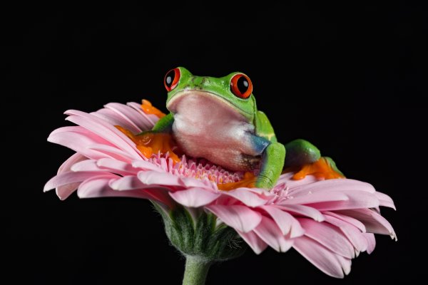 Лягушка на цветке