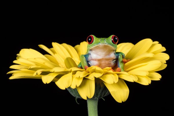 Лягушка на цветке