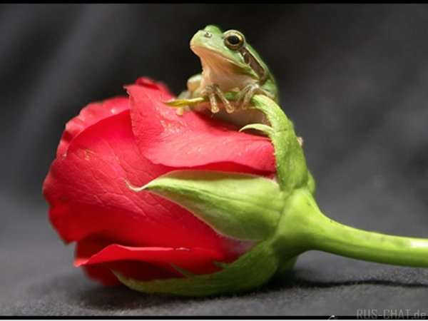 Жаба и роза