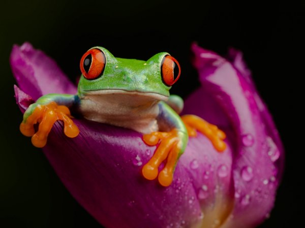 Жаба с цветком