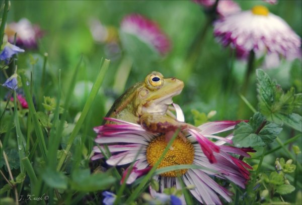 Жаба в цветах