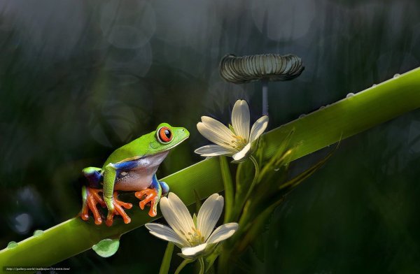 Обои с лягушками