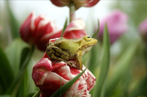 Лягушка на цветке