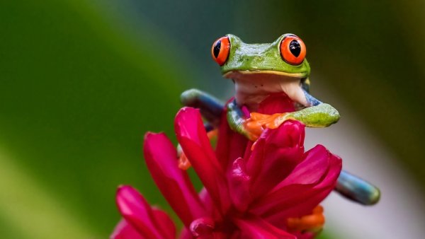 Красивые обои с лягушками