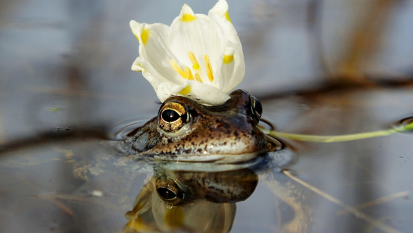 Лягушонок под дождем